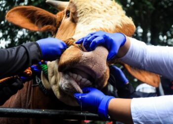 Sapi Berumur Panjang Akan Dapat Vaksin PMK