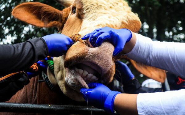 Sapi Berumur Panjang Akan Dapat Vaksin PMK