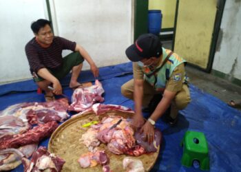 DKPP Kota Bandung Musnahkan Lebih dari 369 Kg Jeroan Sapi dan Domba Kurban