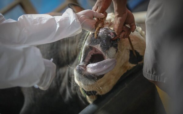 Tahap Pertama 200 Dosis, Pemkot Bandung Upayakan Penambahan Vaksin PMK