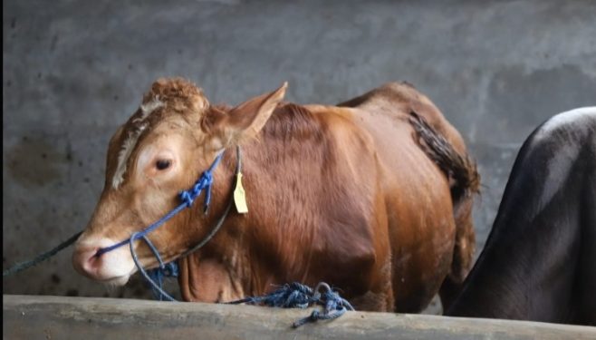 Di Garut, 174 Ekor Sapi Mati Karena PMK