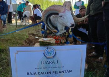 Domba Bandung Sabet Juara Petet Jantan dan Raja Calon Pejantan