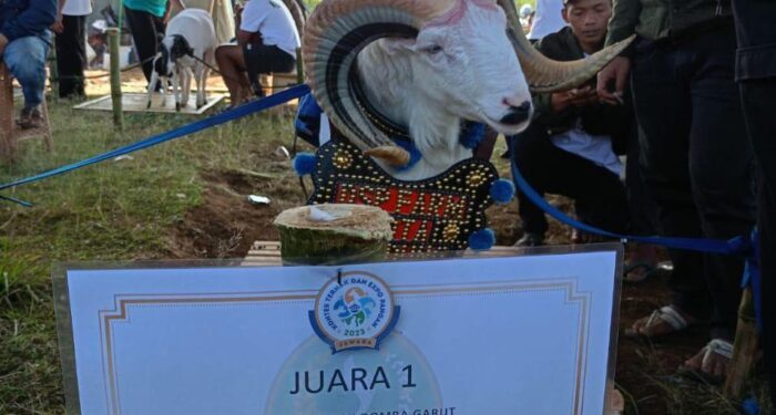 Domba Bandung Sabet Juara Petet Jantan dan Raja Calon Pejantan