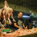 Harga Ayam dan Cabai di Kota Bandung Capai Rp 50 Ribu