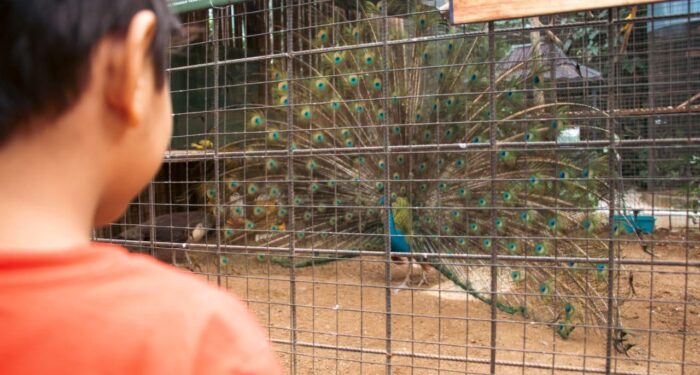 Di Rumah Djoglo, Anda Bisa Makan Bareng Satwa Langka Lho