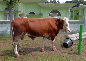 PDIP Jabar Bagikan Ribuan Kilo Daging Kurban ke Pesantren & Ormas