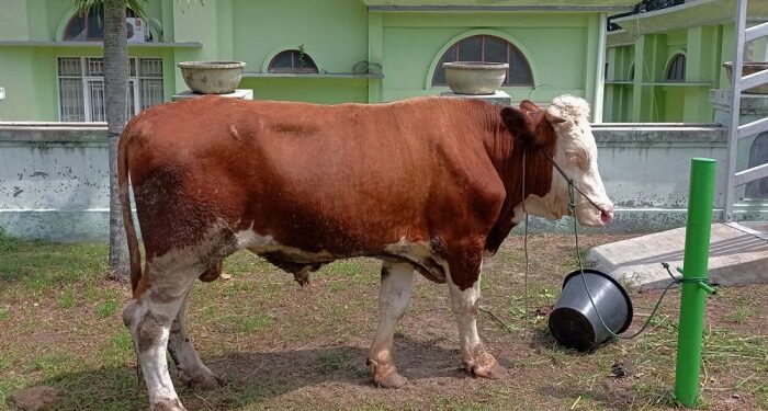 PDIP Jabar Bagikan Ribuan Kilo Daging Kurban ke Pesantren & Ormas