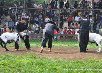 Wah, Ternyata Ada Adu Domba di Babakan Siliwangi