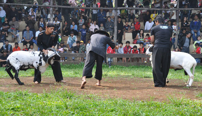 Wah, Ternyata Ada Adu Domba di Babakan Siliwangi