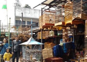 Mau Tau Surganya Para Kicaumania Bandung, ke Pasar Burung Sukahaji Aja