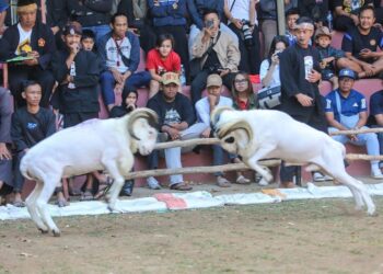 Adu Domba Wali Kota Bandung Cup 2024, Bangkitkan Ekonomi Lokal