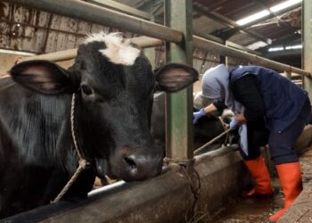 Ragam Cara DKPP Perkuat Ketahanan Pangan dan Kendalikan PMK