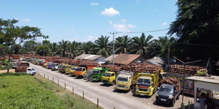PTPN IV PalmCo Bantah Tuduhan Timbangan di PKS Kertajaya
