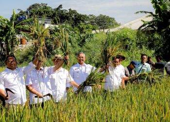 Kota Bandung Catat Panen Perdana 2025, Produktivitas Tinggi Capai 8 Ton per Hektar