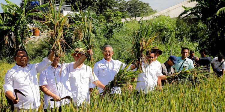Kota Bandung Catat Panen Perdana 2025, Produktivitas Tinggi Capai 8 Ton per Hektar