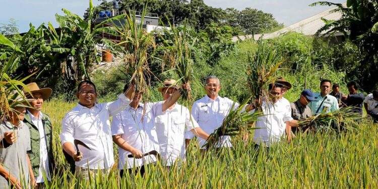 Panen Padi Raya Serentak: Toni Wijaya Dukung Program Ketahanan Pangan