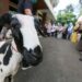 DKPP Komitmen Pastikan Keamanan Hewan Kurban di Kota Bandung