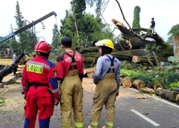 Respon Cepat Pemkot Bandung Atasi Pohon Tumbang di Dago, Wali Kota Langsung Perintahkan Langkah Antisipatif