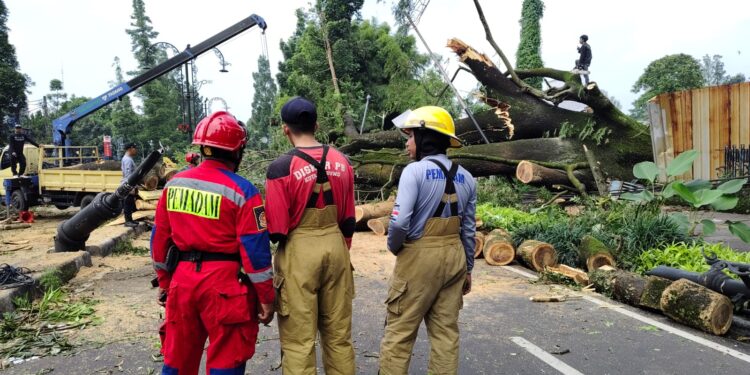 Respon Cepat Pemkot Bandung Atasi Pohon Tumbang di Dago, Wali Kota Langsung Perintahkan Langkah Antisipatif