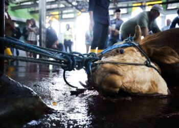 Pemotongan Kurban Lancar dan Sehat, Kesadaran Masyarakat Meningkat