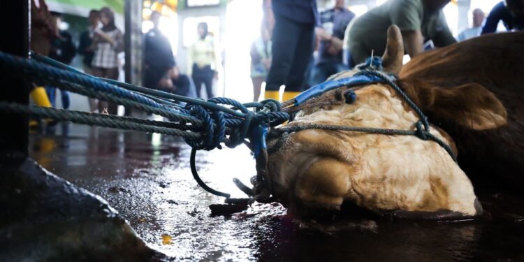 Pemotongan Kurban Lancar dan Sehat, Kesadaran Masyarakat Meningkat