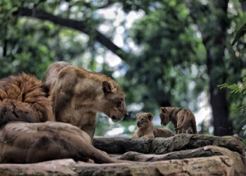 BKAD Pastikan Kebun Binatang Bandung Masih Tutup
