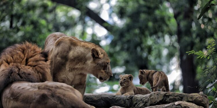 BKAD Pastikan Kebun Binatang Bandung Masih Tutup
