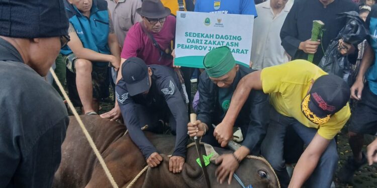 Baznas Jabar Distribusikan Hewan Kurban untuk Menguatkan Kepedulian dan Kebahagiaan Masyarakat
